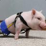 Chris P. Bacon