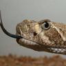 klappersnake