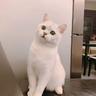 miaoxia