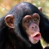 MACAQUINHO CHINES