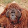 monke