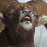 Castrated ram