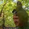 Kakapo