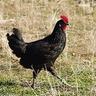 BIG BLACK COCK