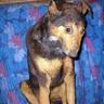 DoggedDog