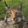 Lynx