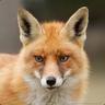 dfox