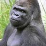 HARAMBE