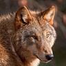 RedWolf