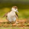 The Goose
