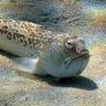percidaE_