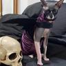 A Wild Sphynx