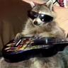 Chinese Spy Raccoon