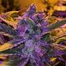 Purple HaZe