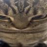 BigOunce