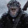 Ape