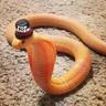 Litl Snek