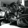 BlacK Tigs