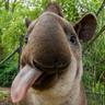 tapir