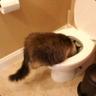 Vigorous Cats