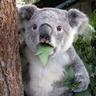 KOALA//FACE
