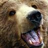 Teddy