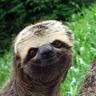Sloth