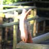 Squirrel de Solaire