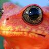 Trippinballzbullfrog