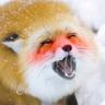 Hentai Fox