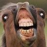 crazy horse