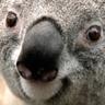 f.koala
