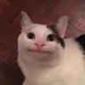 Diplomatic Cat
