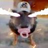 FreakinCrazyCow.TV