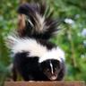 Skunkson