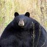 CHONK
