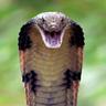 KING COBRA!!!