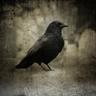 Unchained_Raven