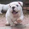 HippoCrip