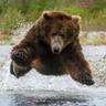 homme grizzlybear