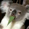 kokoala
