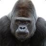 GORILLABOoB