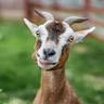 GoatReachingMoon