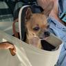 Carry me dog