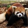 Concussion Panda