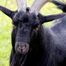 the big black goat