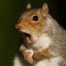not a squirrel