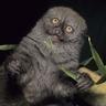 Estern Lesser Bamboo Lemur
