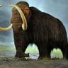 MAMMUT