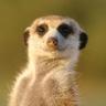SURICATA SUCATEIRO